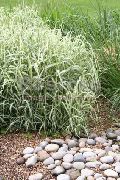 шарен Биљка Риббон ​​трава, Трска Траве За Канаринце, Чарапе Баштованова (Phalaroides) фотографија
