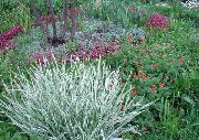 彩色 卉 丝带草，草芦，园丁的吊袜带 (Phalaroides) 照片