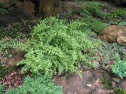緑色 プラント 干し草の香りのシダ (Dennstaedtia) フォト