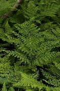 žalias augalas Diplazium Sibiricum  nuotrauka