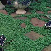 зелен Растение Сребро Пада, Сребро Dichondra, Сребро Пони-Крак, Kidneyweed (Dichondra argentea) снимка