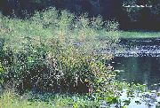 Ціцанія Водна (Дикий Рис) світло зелений Рослина