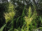 světle-zelená Rostlina Severní Divoká Rýže- (Zizania aquatica) fotografie
