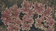 tamnocrvena  Biljka Komaraca, Komarac Paprati (Azolla) foto