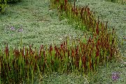 червен Растение Cogon Трева, Satintail, Японска Кръв Трева (Imperata cylindrica) снимка