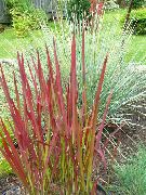 rød Plante Cogon Græs, Satintail, Japansk Blod Græs (Imperata cylindrica) foto