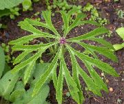 grön  Strimlad Paraply Växt (Syneilesis aconitifolia, Cacalia aconitifolia) foto