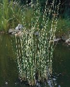 mannigfaltig Pflanze Der Wahre Rohrkolben (Scirpus lacustris) foto