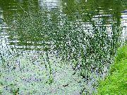 grün Pflanze Der Wahre Rohrkolben (Scirpus lacustris) foto