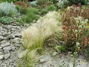 zilverachtig Plant Veer Gras, Naald Gras, Speer Gras (Stipa pennata) foto