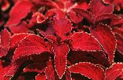 červená Rostlina Coleus, Plamenem Kopřiva, Malované Kopřiva  fotografie