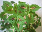 зелен Растение Coleus, Пламък Коприва, Боядисани Коприва  снимка