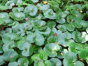 зелен Растение Asarabacca, Европейски Див Джинджифил (Asarum) снимка
