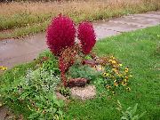 rød Plante Kochia, Brændende Busk, Sommer Cypres, Mexican Fireweed, Belvedere  foto
