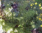 žalias augalas Lady Papartis, Japonų Dažytos Papartis (Athyrium) nuotrauka