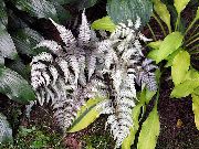 Lady Papartis, Japonų Dažytos Papartis sidabrinis augalas