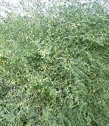 groen Plant Asperge (Asparagus) foto