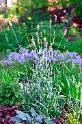 světle modrá Rostlina Luční Trávy (Alopecurus) fotografie