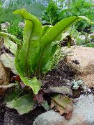 žalias augalas Hart Liežuvis Papartis (Phyllitis scolopendrium) nuotrauka