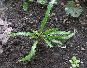 zelena Rastlina Hart Je Jezik Praprot (Phyllitis scolopendrium) fotografija