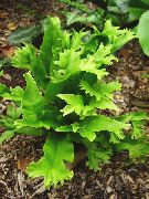 grænt Planta Hart Tungu Fern (Phyllitis scolopendrium) mynd