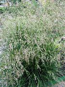 Тъфтинг Hairgrass, Златна Hairgrass, Трева Коса, Туфа Трева Трева, Туфа Трева светло зелено Растение