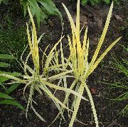 galben Plantă Iarbă Mană Dungi, Stuf Mană Iarbă (Glyceria) fotografie
