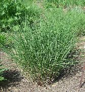 grænt Planta Eulalia, Mær Gras, Zebra Gras, Kínverji Silvergrass (Miscanthus sinensis) mynd