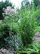 veelkleurig Plant Eulalia, Meisjesnaam Gras, Zebra Gras, Chinese Silvergrass (Miscanthus sinensis) foto
