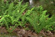 зелена Биљка Заједнички Слатка Папрат, Рок Слатка Папрат (Polypodium) фотографија