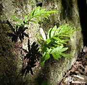 зелен Растение Общата Сладка Папрат, Рок Сладка Папрат (Polypodium) снимка
