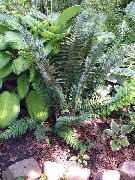 oscuro-verde Planta Helecho Escudo Duro, Helecho Escudo Suave (Polystichum) foto