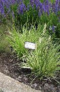 зелен Растение Лилаво Moor Трева (Molinia caerulea) снимка
