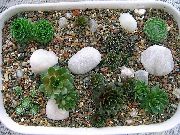 тамно зелена Биљка Чуваркућа (Sempervivum) фотографија