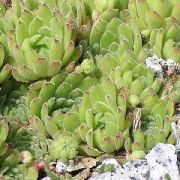薄緑 プラント 家のネギ (Sempervivum) フォト