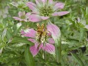 çok renkli Bitki Bergamot, Horsemint, Benekli Beebalm, Arı Melisa (Monarda punctata) fotoğraf