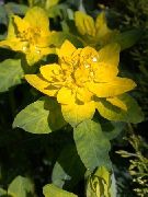 Kissen Wolfsmilch gelb Pflanze