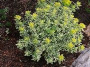 giallo Impianto Cuscino Euforbia (Euphorbia polychroma) foto