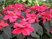pestrobarevný Rostlina Vánoční Hvězda, Noche Buena, , Vánoční Květina (Euphorbia pulcherrima) fotografie