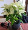 hvit Anlegg Julestjerne, Noche Buena, , Christmas Blomst (Euphorbia pulcherrima) bilde