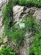 зелений Рослина Овсяница (Festuca) фото
