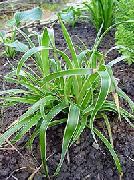 groen Plant Veldbies (Luzula) foto