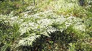 žalias augalas Vakarų Šertvūnai Papartis, Stabdžių, Šertvūnai Šiaurės Šertvūnai Papartis, Brackenfern (Pteridium aquilinum) nuotrauka