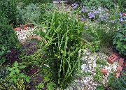 verde Plantă Rogoz (Carex) fotografie