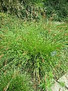 grön Växt Starr (Carex) foto