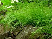 зелений Рослина Осоки Низькорослі (Carex) фото