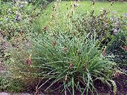 grænt Planta Carex, Sedge  mynd