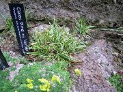 緑色 プラント スゲ属、スゲ (Carex) フォト