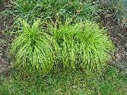 緑色 プラント スゲ属、スゲ (Carex) フォト