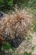 brun Anlegg New Zealand Hår Starr (Carex) bilde